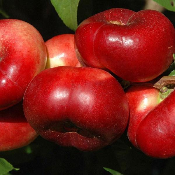 Саженец нектарина "Концеттина" Крым - Изображение #1, Объявление #1716672