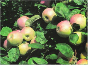 Саженец яблони "Лошицкое" Россия - Изображение #1, Объявление #1716637