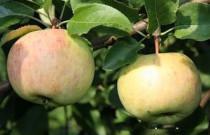 Саженец яблони "Февральское" Россия - Изображение #1, Объявление #1716633