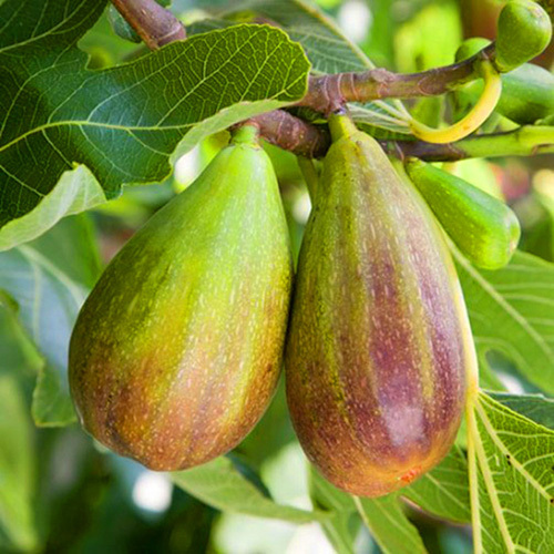 Саженец инжира "Брунсвик" Крым - Изображение #1, Объявление #1716884