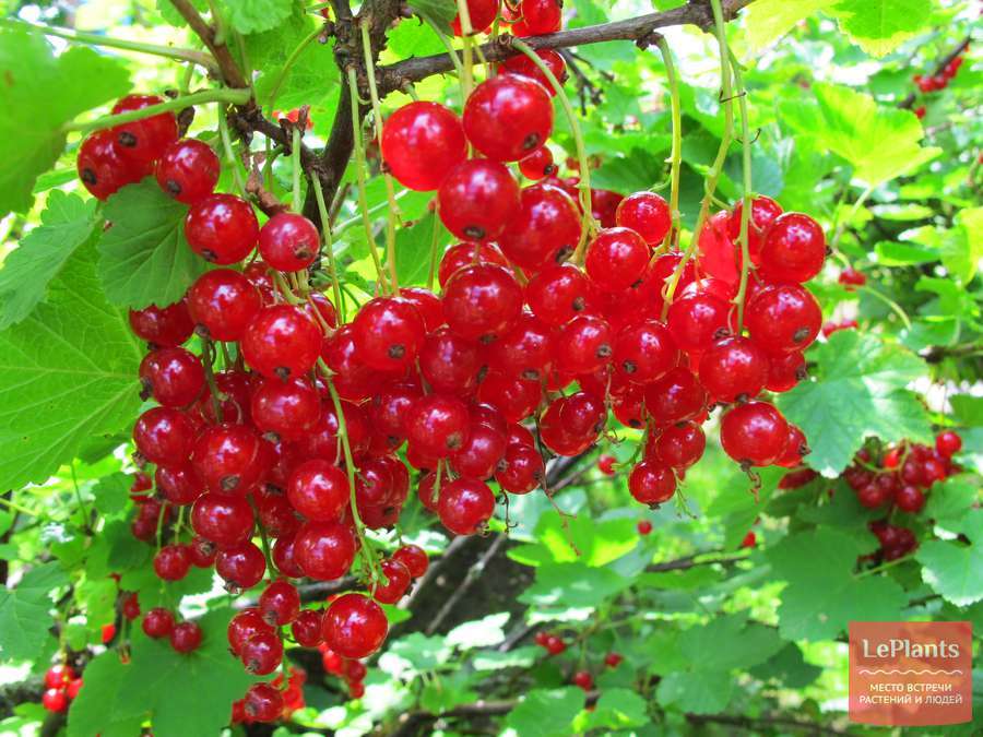 Саженец красной смородины "Андрейченко" Россия - Изображение #1, Объявление #1716928