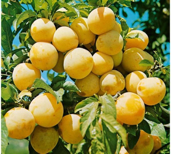 Саженец слива "Джеферсон" Крым - Изображение #1, Объявление #1716958