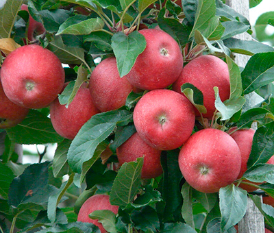 Саженец яблони "Красная горка" Россия - Изображение #1, Объявление #1716638