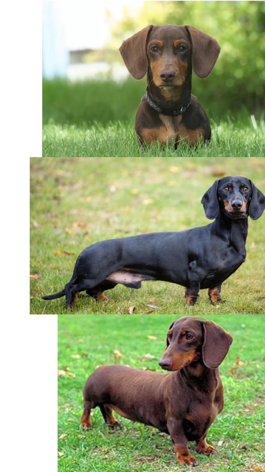 Открыта бронь на щенков Таксы  - Изображение #1, Объявление #1716689