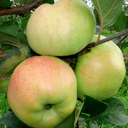 Саженец яблони "Богатырь" Россия - Изображение #1, Объявление #1716654