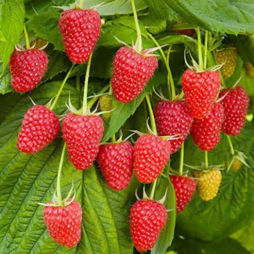 Саженец малины "Брусвяна" Крым - Изображение #1, Объявление #1716953