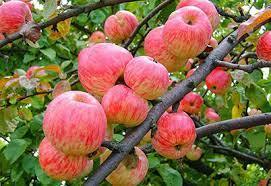 Саженец яблони "Толунай" Россия - Изображение #1, Объявление #1716635