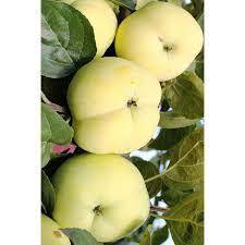 Саженец яблони "Желток" Россия - Изображение #1, Объявление #1716647