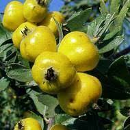 Саженец боярышника "Поярковой" Крым - Изображение #1, Объявление #1716667