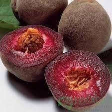 Саженец нектарина красномясный " Эритрокарпа" Крым - Изображение #1, Объявление #1716671