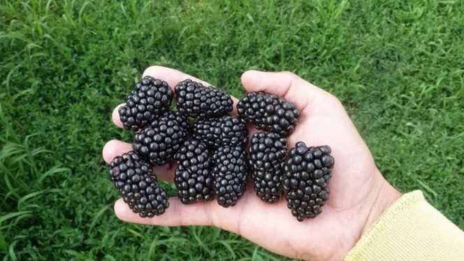 Саженец ежевики "Арапахо" Крым - Изображение #1, Объявление #1716960