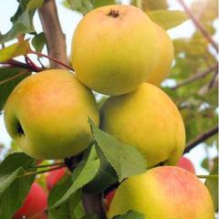 Саженец яблони "Данила" Россия - Изображение #1, Объявление #1716649