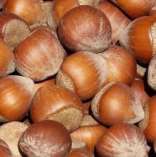 Саженец фундука "Московский ранний" Крым - Изображение #1, Объявление #1716663