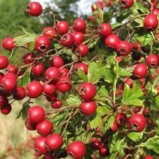 Саженец боярышника "Геракл" Крым - Изображение #1, Объявление #1716666