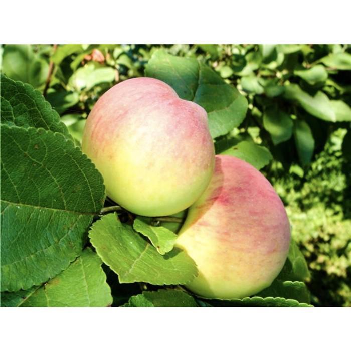 Саженец яблони "Родниковая" Россия - Изображение #1, Объявление #1716643