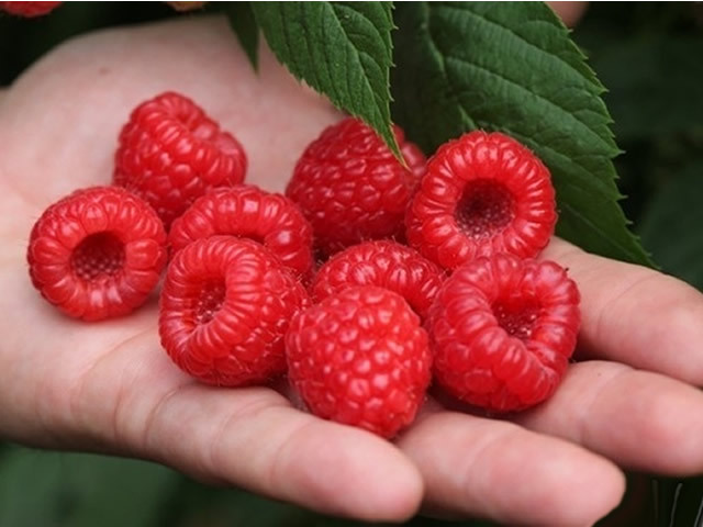 Саженец малины "Маравилла" Крым - Изображение #1, Объявление #1716952