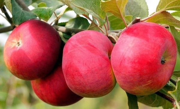 Саженец яблони "Аксена" Россия - Изображение #1, Объявление #1716656