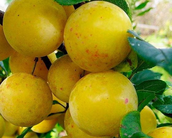 Саженец слива "Ренклод де Бове" Крым - Изображение #1, Объявление #1716956