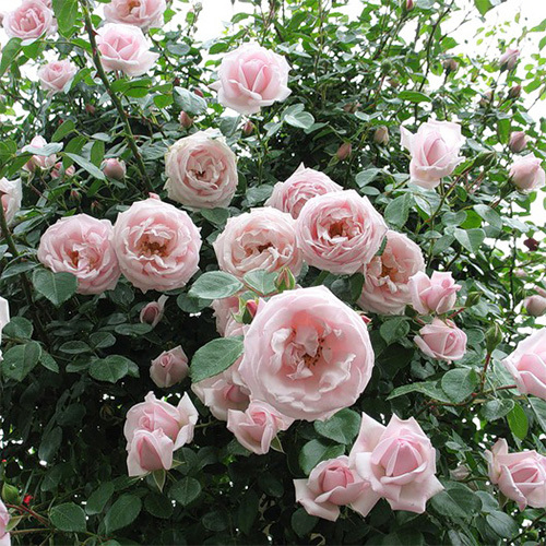 Саженец розы плетистой "Шванензее" Крым - Изображение #1, Объявление #1716668