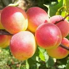 Саженец абрикоса «Rocsana» (Роксана) Сербия - Изображение #1, Объявление #1713163