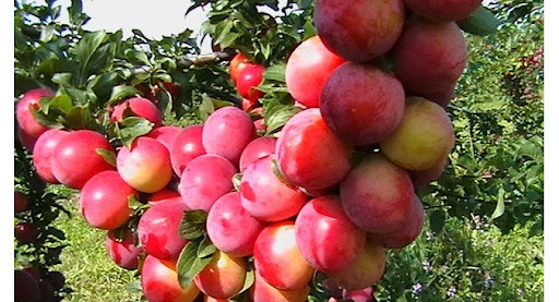 Саженец слива "Персиковая" Крым - Изображение #1, Объявление #1716957