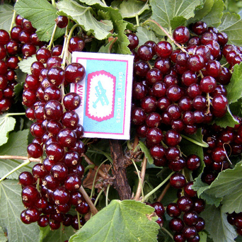 Саженец красной смородины "Виксне" Россия - Изображение #1, Объявление #1716929