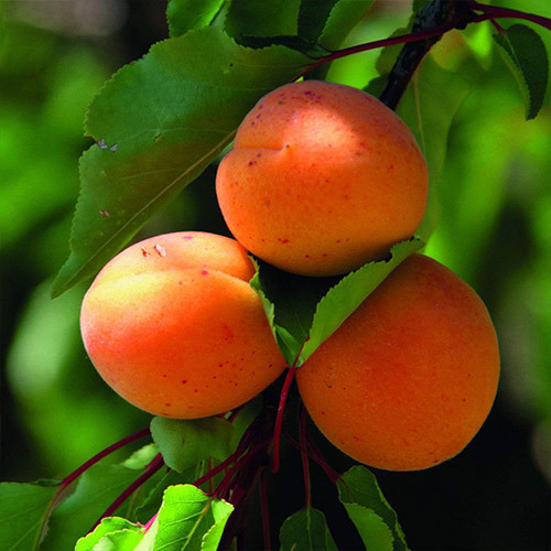 	 Саженец абрикоса «NS - 4» Сербия - Изображение #1, Объявление #1713164