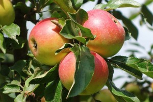 Саженец яблони "Ковровое" Россия - Изображение #1, Объявление #1716645