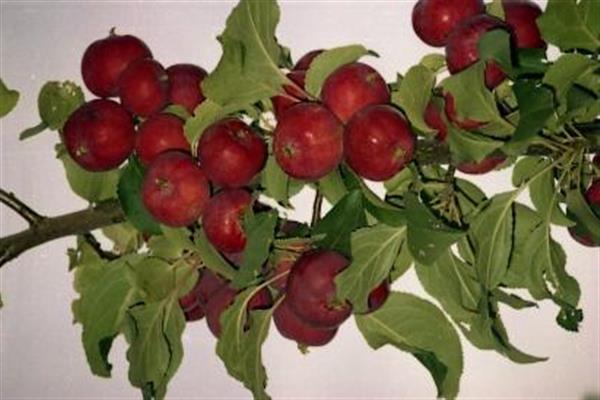 Саженец яблони "Дочь Пепинчика" Россия - Изображение #1, Объявление #1716650