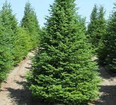 Семена ель Обыкновенная  - Изображение #1, Объявление #1721117