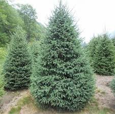 Семена ели Сибирской - Изображение #1, Объявление #1721108