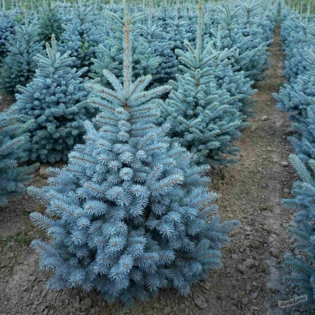 Семена ель Голубая колючая  - Изображение #1, Объявление #1721119