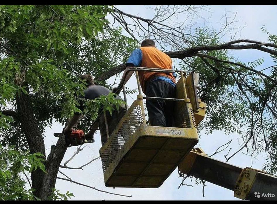 Спил деревьев. Сноска под основание. Сан обрезка - Изображение #1, Объявление #1724174