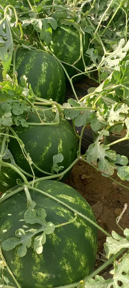 АРБУЗ в коробках  - Изображение #1, Объявление #1724442