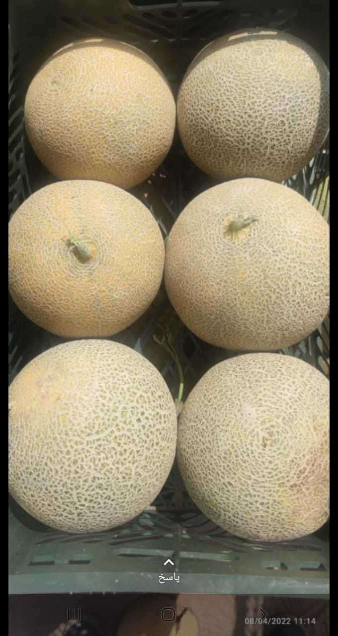 Дыня колхозница в коробках   - Изображение #1, Объявление #1724443