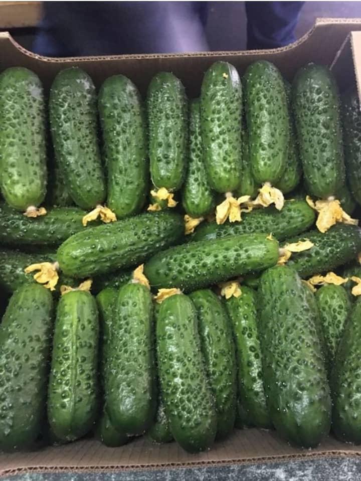 Огурцы оптом                                                 - Изображение #1, Объявление #1724440