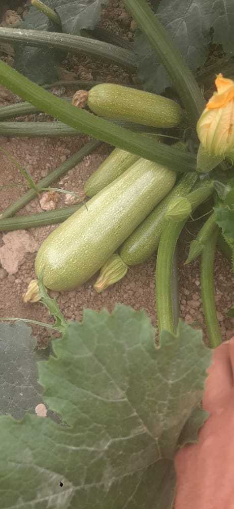 Кабачки  - Изображение #1, Объявление #1724419