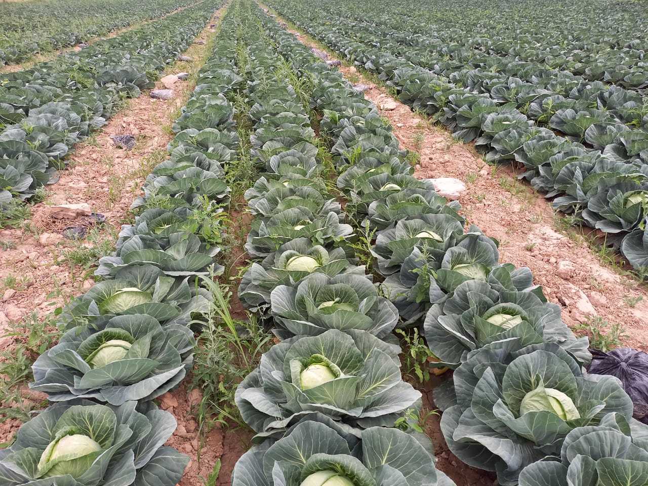 Капуста свежий - Изображение #1, Объявление #1724446