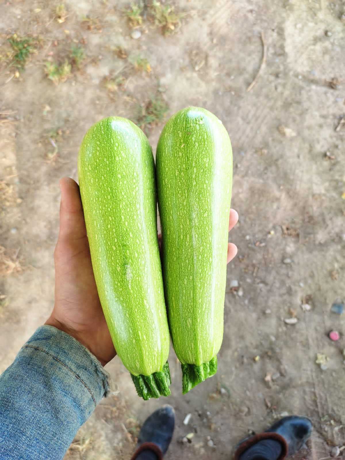 Кабачки кабачки - Изображение #1, Объявление #1724456