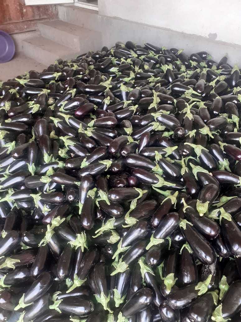 Баклажан Баклажан - Изображение #1, Объявление #1724455