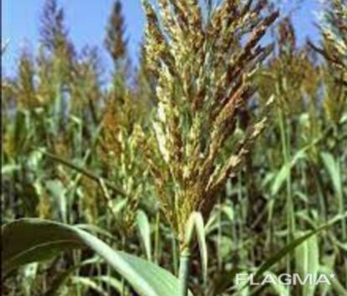 Семена Суданка сорт "Изумрудная", "Кинельская 100" Казахстан - Изображение #1, Объявление #1724538