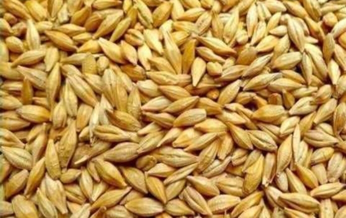  Семена ячмень яровой  Казахстан - Изображение #1, Объявление #1724540