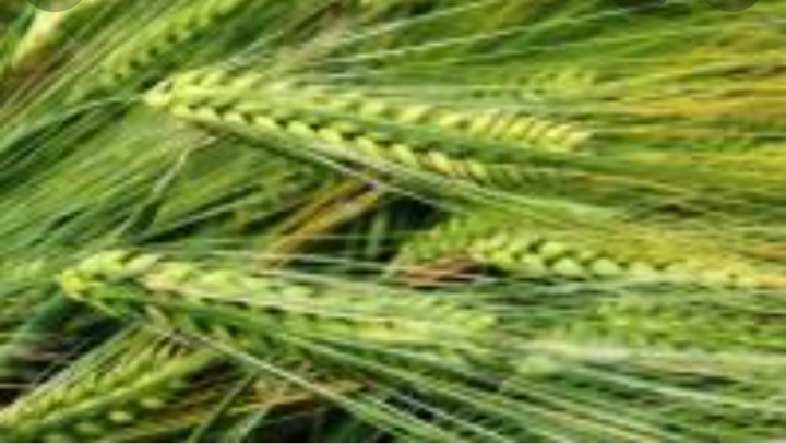  Семена  ячмень озимый "Виват", "Ерема", "Маруся", "Тимофей",  - Изображение #1, Объявление #1724551