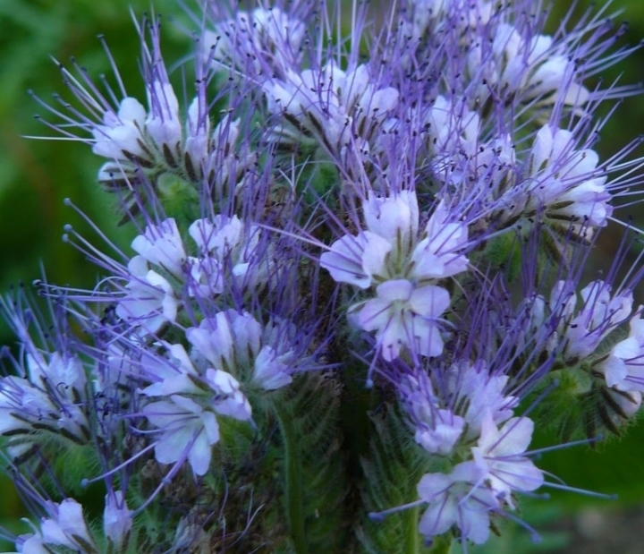  Семена  фацелия  пижмолистная  "Рязанская" ЭС, РС-1  Россия - Изображение #1, Объявление #1724552