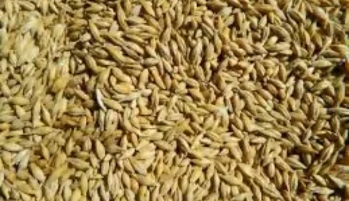  Семена  ячмень яровой  38 сортов  ЭС, РС-1/ РС-2  Россия - Изображение #1, Объявление #1724559