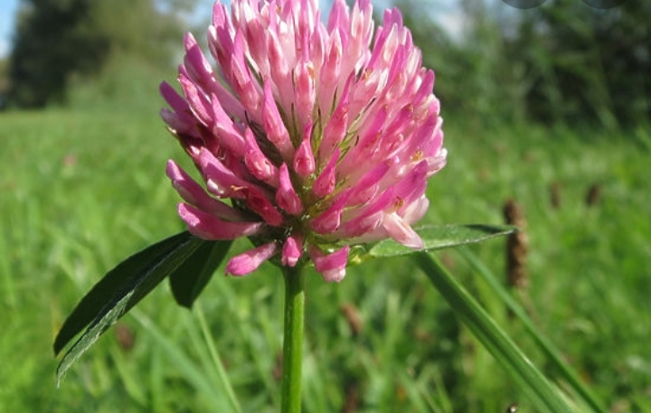  Клевер красный (розовый) сорт "Пермский" РС-3  Россия - Изображение #1, Объявление #1724575