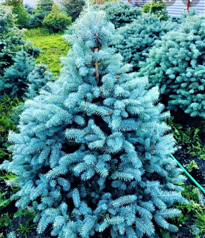  Семена ели голубой колючей "Picea pungens"  ЭС  Россия - Изображение #1, Объявление #1724579