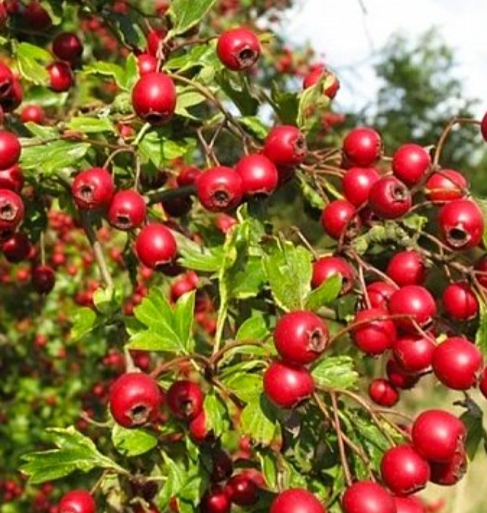 Семена Рябины Красной обыкновенной (Sórbus aucupária) РСТ , Россия - Изображение #1, Объявление #1724613