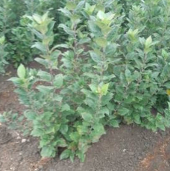 Подвой для яблони М9. Казахстан - Изображение #1, Объявление #1730341