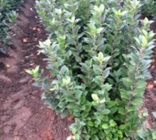 Подвой "Сиверс". - Изображение #1, Объявление #1730356